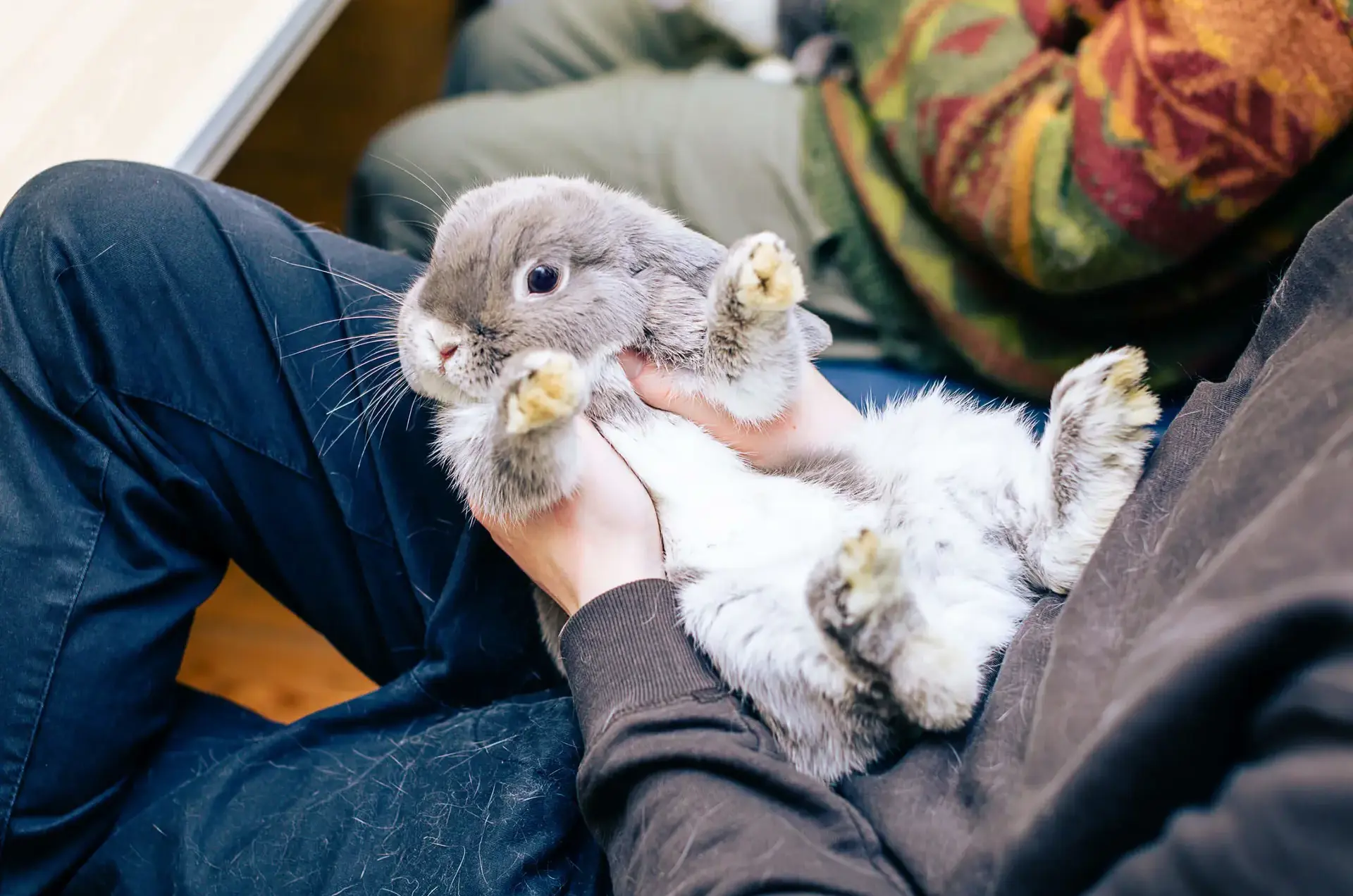 Senior School pupil holding a rabbit