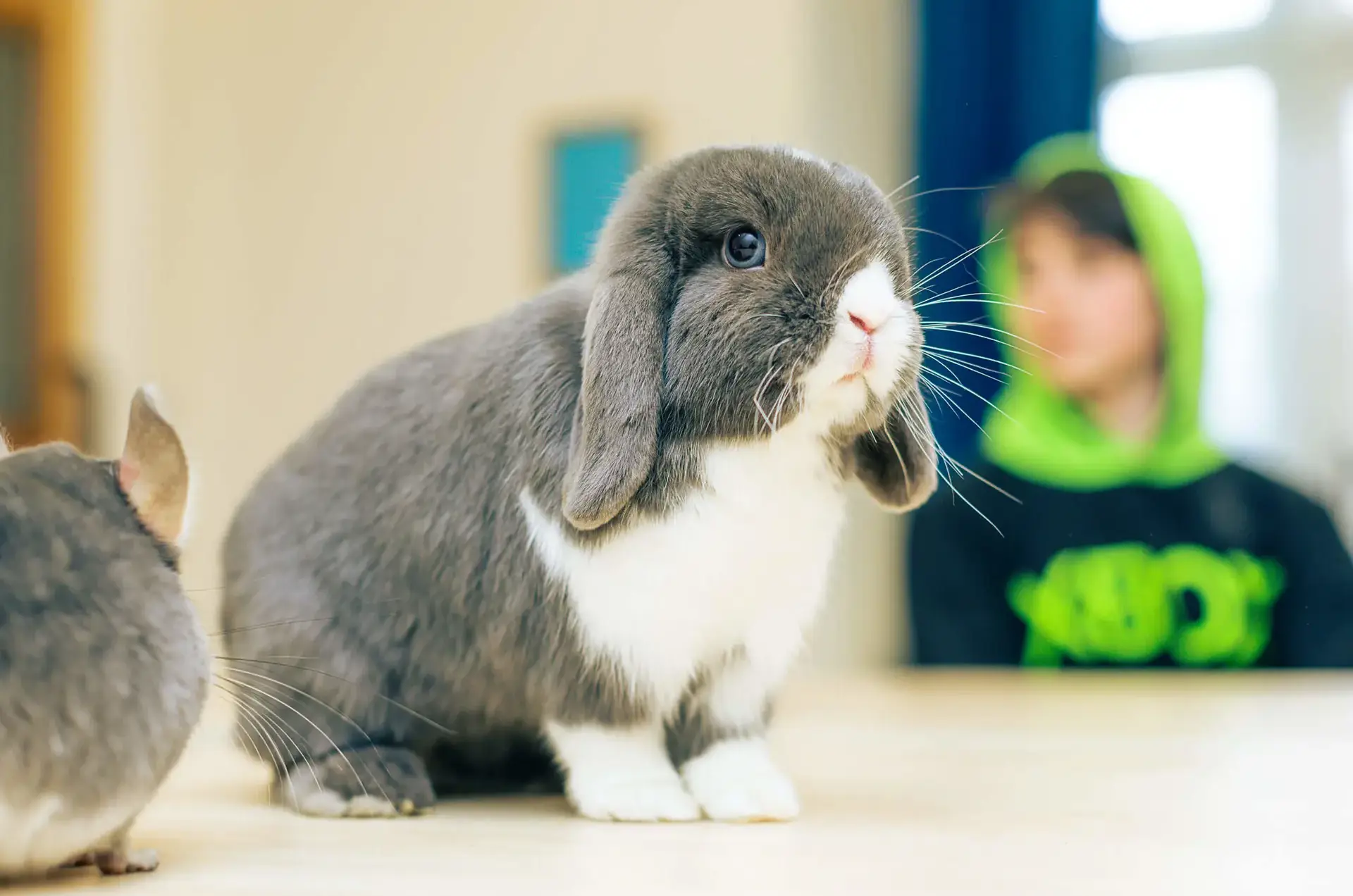 A rabbit at St Chris